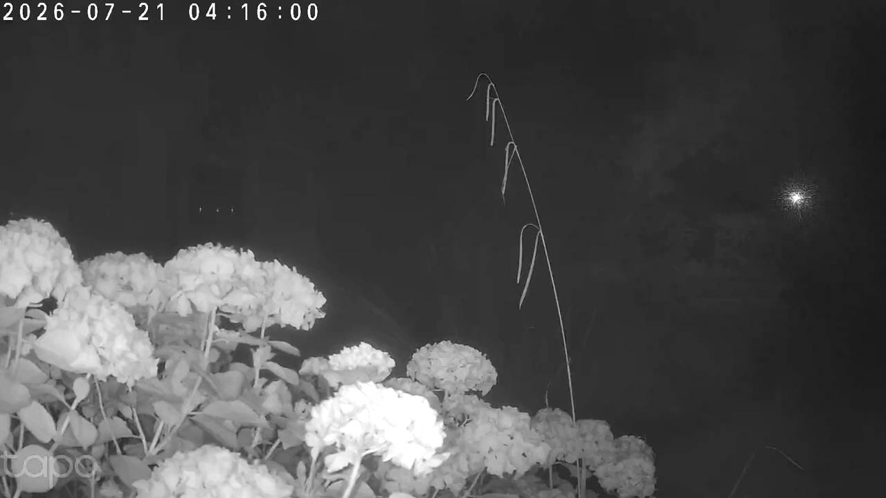 Live beeld van de vijver via Frigate